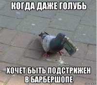 когда даже голубь хочет быть подстрижен в барбершопе