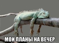  мои планы на вечер