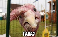  така?