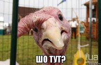  шо тут?
