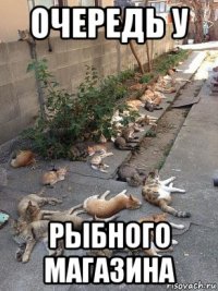 очередь у рыбного магазина