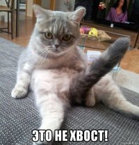  это не хвост!