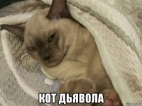  кот дьявола