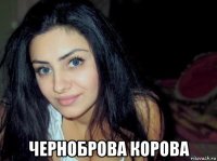  черноброва корова