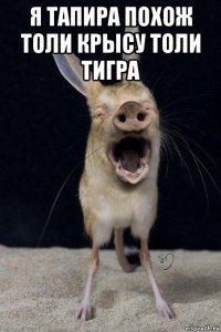 я тапира похож толи крысу толи тигра 