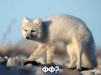  фф?