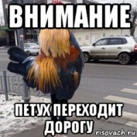 внимание петух переходит дорогу