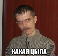  какая цыпа