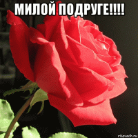 милой подруге!!!! 