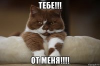 тебе!!! от меня!!!!