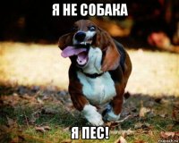 я не собака я пес!