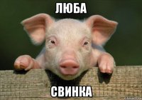 люба свинка