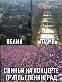  свиньи на концерте группы ленинград