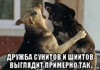  дружба сунитов и шиитов выглядит примерно так