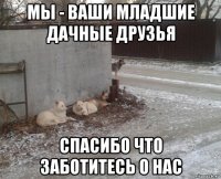 мы - ваши младшие дачные друзья спасибо что заботитесь о нас