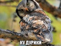  ку дурики