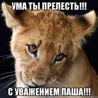 ума ты прелесть!!! с уважением паша!!!