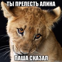 ты прелесть алина паша сказал