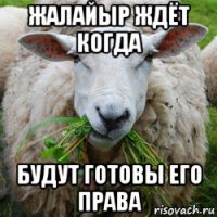 жалайыр ждёт когда будут готовы его права