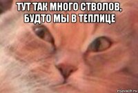 тут так много стволов, будто мы в теплице 