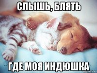 слышь, блять где моя индюшка