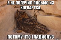 я не получил письмо из хогвартса потому что гладиолус
