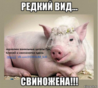 редкий вид... свиножена!!!