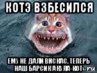 котэ взбесился ему не дали вискас. теперь наш барсик акула-кот