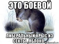 это боевой либеральный крыс из секты ,,яблоко ,,