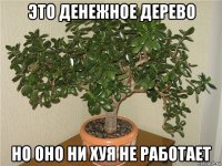 это денежное дерево но оно ни хуя не работает