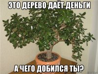 это дерево даёт деньги а чего добился ты?