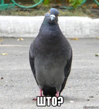  што?