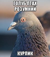 голуб птах розумний курлик