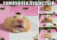 хомячочек пушистый 