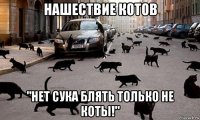 нашествие котов "нет сука блять только не коты!"