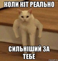 коли кіт реально сильніший за тебе