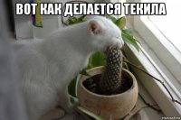 вот как делается текила 