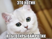 это котик а ты открывай ротик