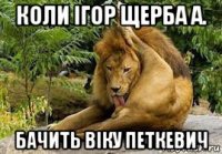 коли ігор щерба а. бачить віку петкевич