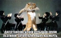  дагестанские блохи услышав звуки лезгинки, затоптали кошку насмерть.