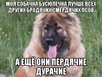 моя собачка бусюлечка лучше всех других бродячих смердячих псов а ещё они пердячие дурачие