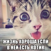  жизнь хороша если в ней есть котик