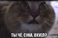  ты чё, сука, охуел?