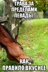 трава за пределами левады, как правило,вкуснее