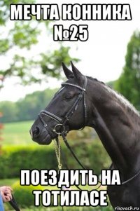 мечта конника №25 поездить на тотиласе