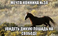 мечта конника №34 увидеть дикую лошадь на свободе