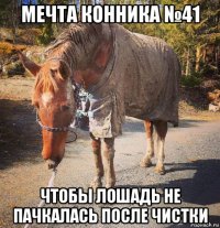 мечта конника №41 чтобы лошадь не пачкалась после чистки