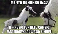 мечта конника №42 в живую увидеть самую маленькую лошадь в мире