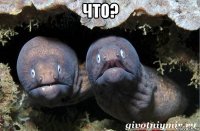 что? 