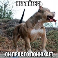 не бойтесь он просто понюхает